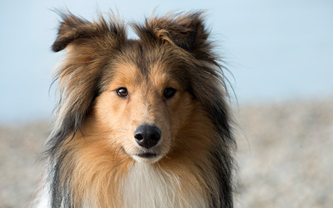 Chien