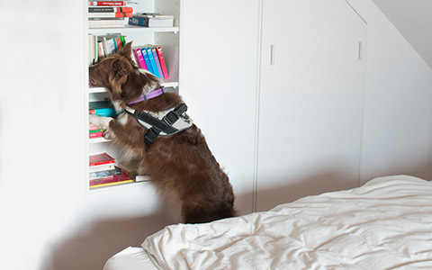 Chien
