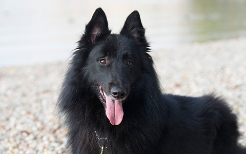 Chien